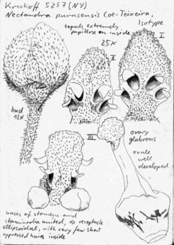 Vorschaubild Nectandra purusensis Coe-Teix.